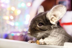 How To Discipline Your Pet Chinchilla