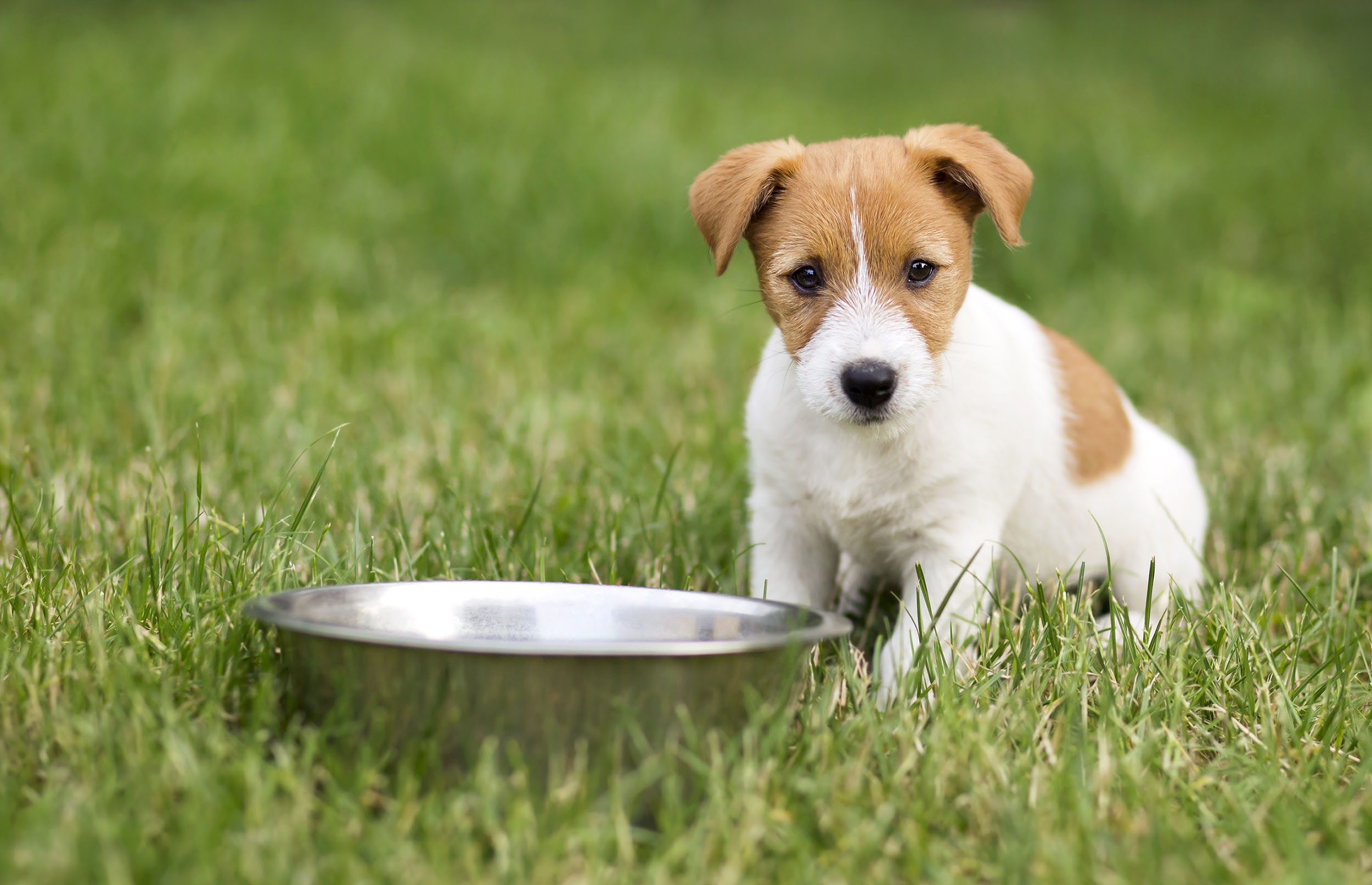 How much should I feed my dog?