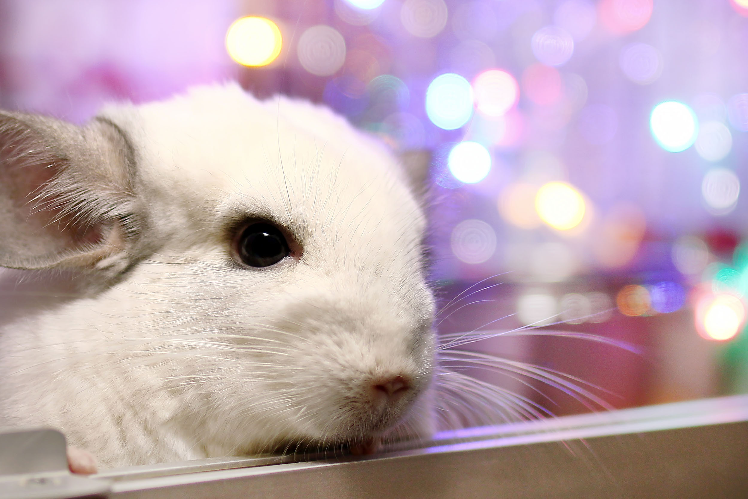 Should Your Child Take A Pet Chinchilla To School?