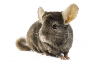 The History of the Chinchilla