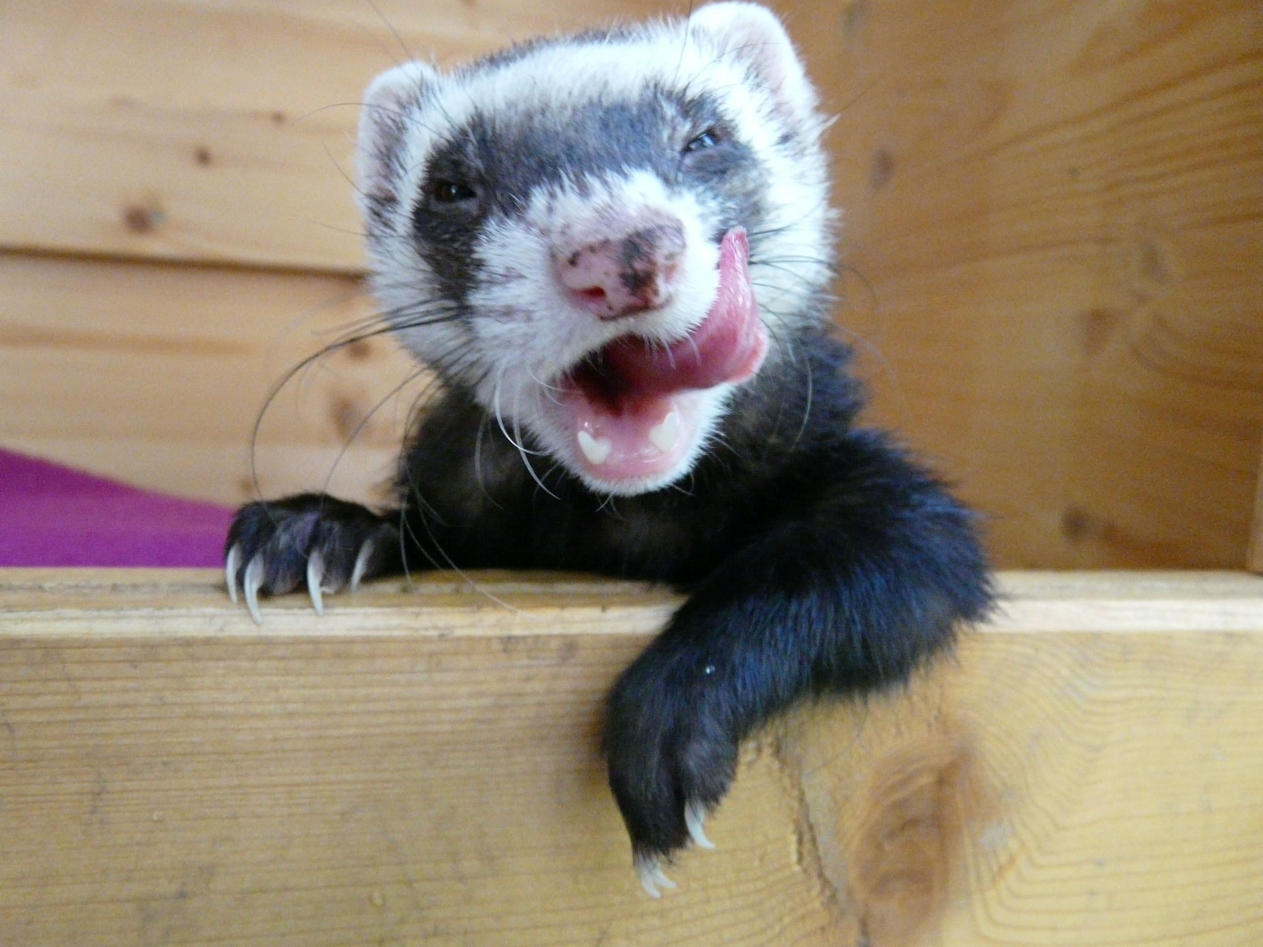 What to Do When Ferrets Bite Hard