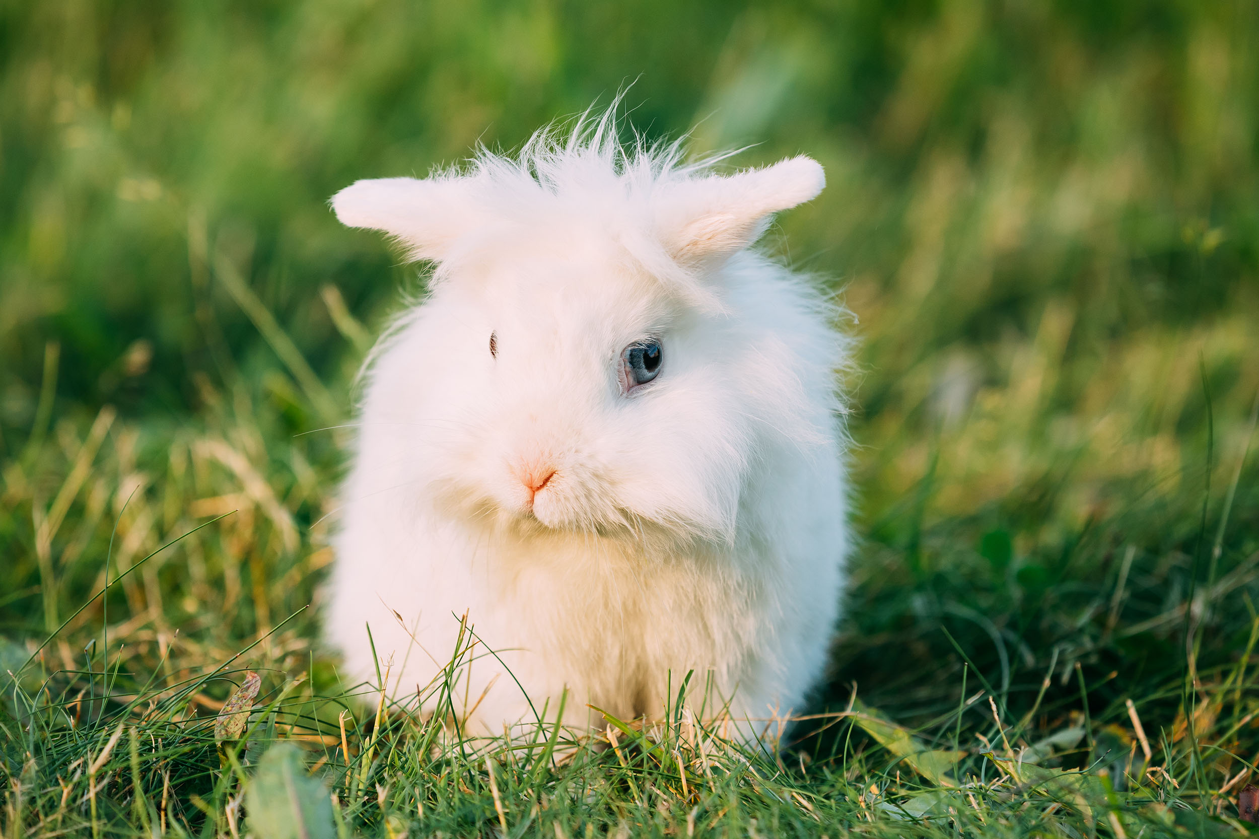 Do Rabbits Make Good Pets For Kids?