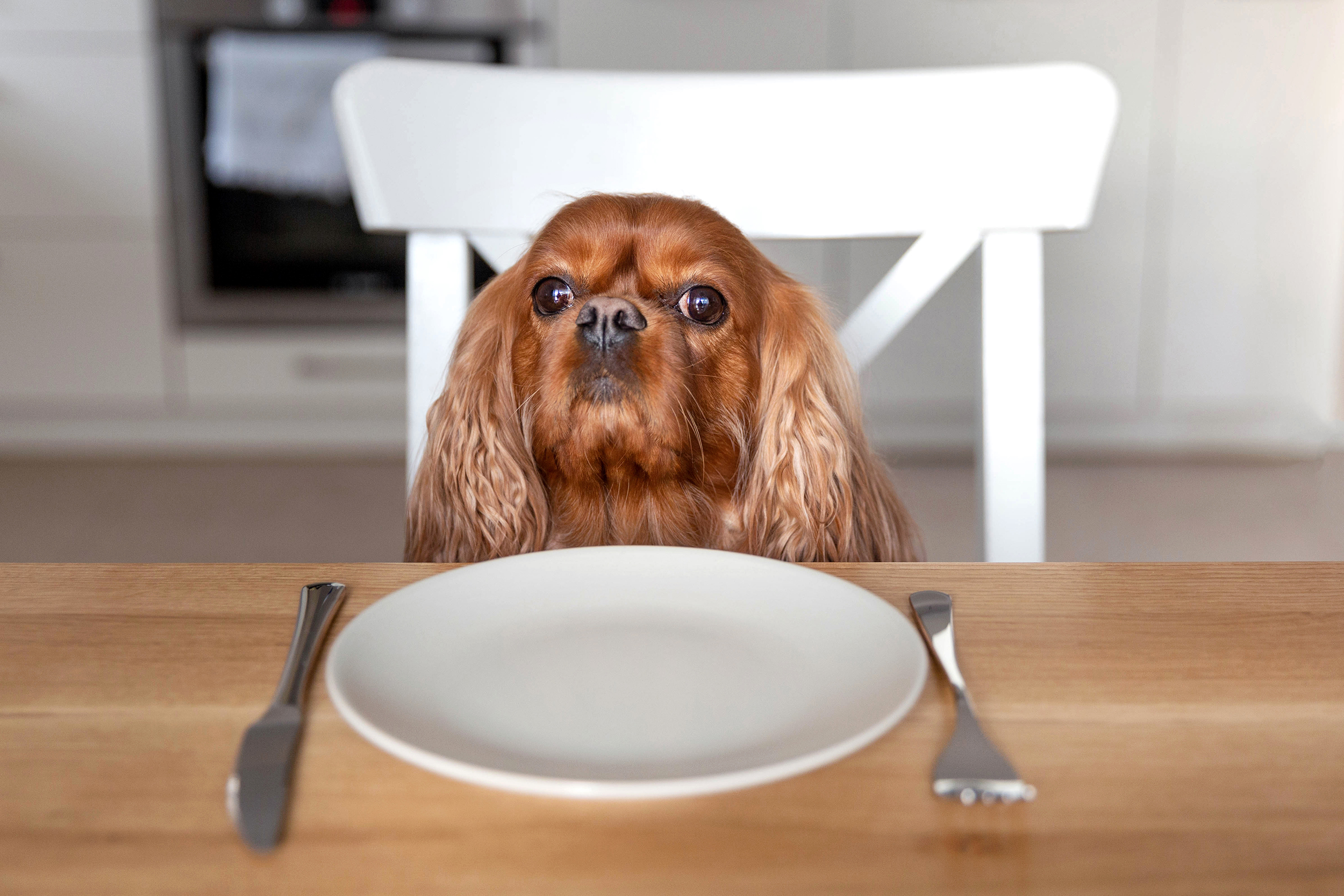 When does dog food expire?