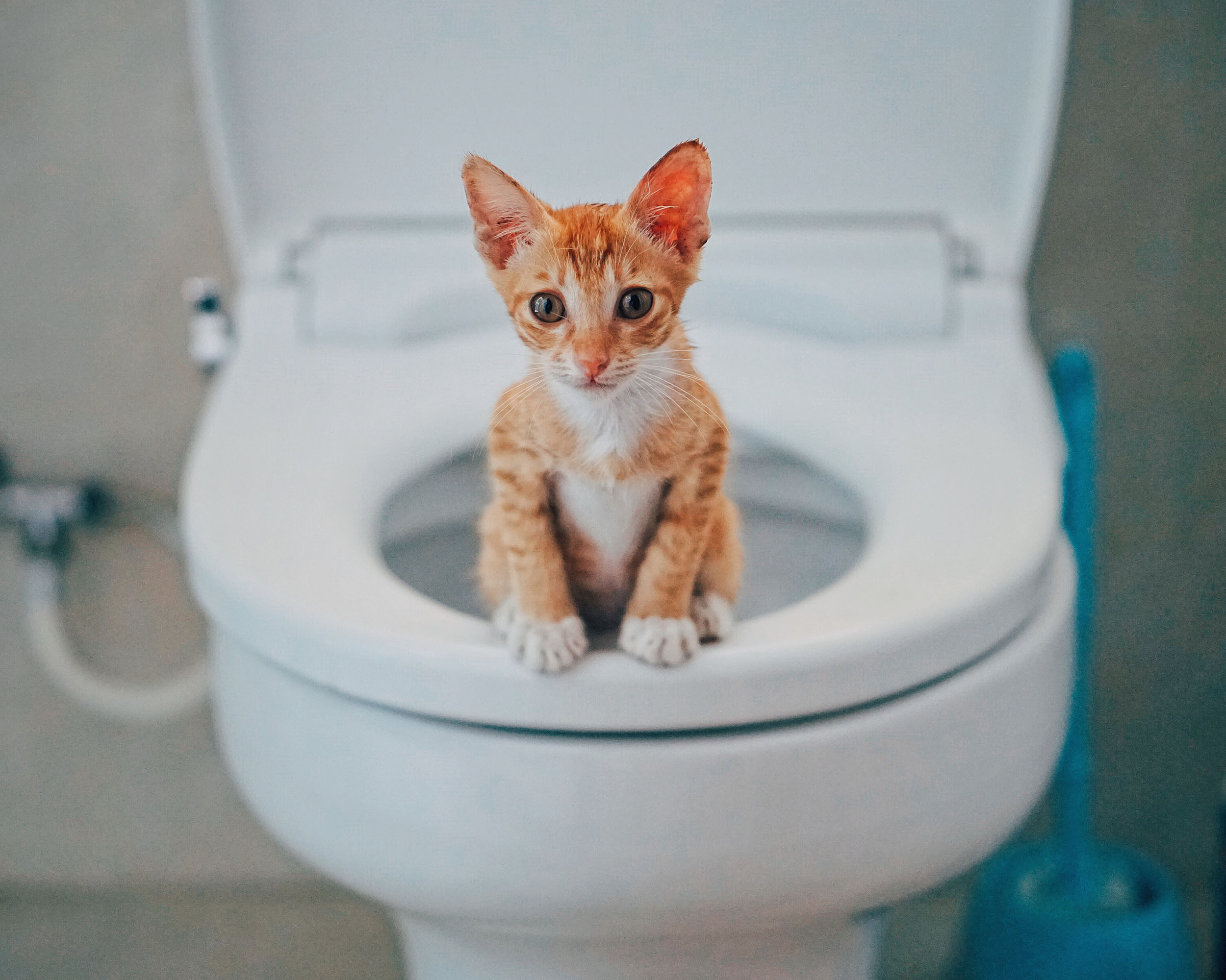 Cat toilet training
