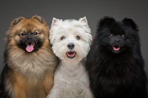 These are the top 10 small dog breeds