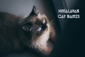 Himalayan cat names