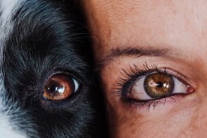 The Fascinating Spectrum of Dog Eye Colors