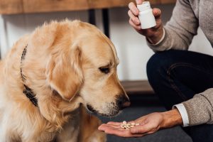 Does Your Dog Need Supplements?