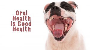 The Secret to Your Dog's Sparkling Smile