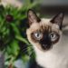 An In Depth Look At Siamese Cats