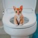 Cat toilet training